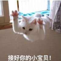 可爱猫带字头像图片_高清超萌可爱猫咪带文字