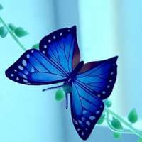 蝴蝶唯美头像 蝴蝶为花碎 花却随风飞