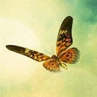 蝴蝶唯美头像 蝴蝶为花碎 花却随风飞