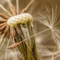 微信蒲公英花头像 蒲公英随风飘