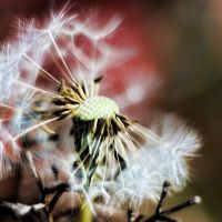 微信蒲公英花头像 蒲公英随风飘