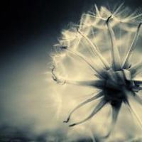 微信蒲公英花头像 蒲公英随风飘