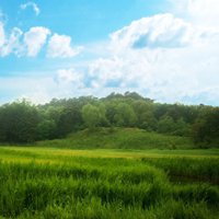 绿色意境唯美图片头像 绿色系护眼系列