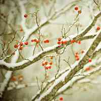 微信头像雪景图片大全