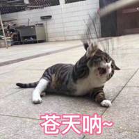 可爱猫带字头像图片_高清超萌可爱猫咪带文字