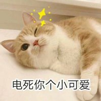 可爱猫带字头像图片_高清超萌可爱猫咪带文字