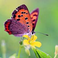 蝴蝶唯美头像 蝴蝶为花碎 花却随风飞
