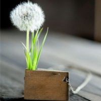 微信蒲公英花头像 蒲公英随风飘