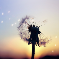 微信蒲公英花头像 蒲公英随风飘