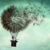 微信蒲公英花头像 蒲公英随风飘