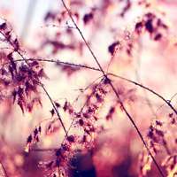 微信头像花草唯美小清新