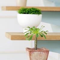 好看清新植物带来好运连连