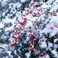 适合冬天用的头像