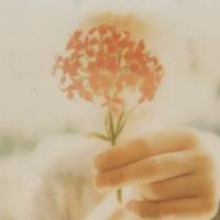 微信头像花草唯美小清新