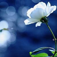 微信头像花草唯美小清新