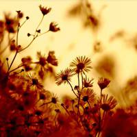 微信头像花草唯美小清新