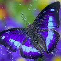 蝴蝶唯美头像 蝴蝶为花碎 花却随风飞