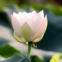 微信莲花头像_莲花里托着深绿色莲蓬