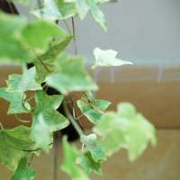 好看清新植物带来好运连连