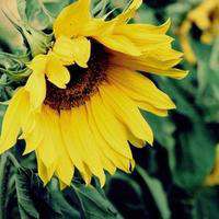 微信头像花草唯美小清新