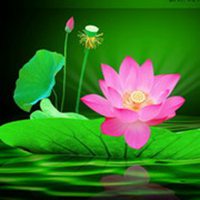 微信莲花头像_莲花里托着深绿色莲蓬
