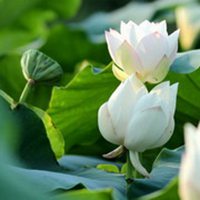 微信莲花头像_莲花里托着深绿色莲蓬