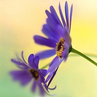 唯美好看的一朵花的图片头像