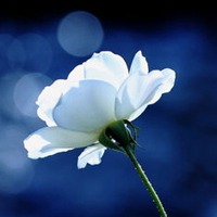 唯美好看的一朵花的图片头像