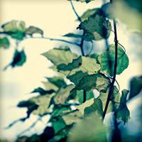 微信头像花草唯美小清新