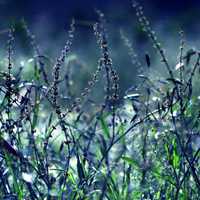 微信头像花草唯美小清新