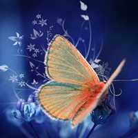 蝴蝶唯美头像 蝴蝶为花碎 花却随风飞