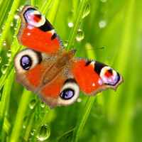 蝴蝶唯美头像 蝴蝶为花碎 花却随风飞