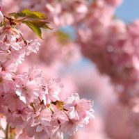 微信头像春天风景 春暖花开