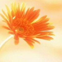 微信头像小清新花朵 淡淡的就挺好