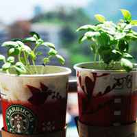 好看清新植物带来好运连连