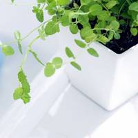 好看清新植物带来好运连连