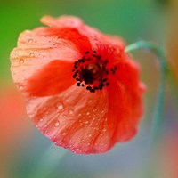 唯美好看的一朵花的图片头像