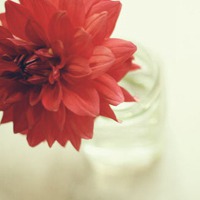 唯美好看的一朵花的图片头像