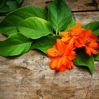 唯美意境清新头像 唯美清新淡雅好喜欢