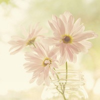 微信头像小清新花朵 淡淡的就挺好