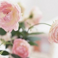 微信头像小清新花朵 淡淡的就挺好