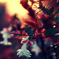 小清新唯美意境头像