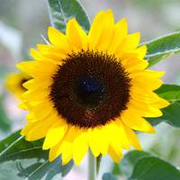 向日葵头像唯美