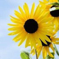 向日葵头像唯美
