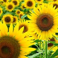 向日葵头像唯美