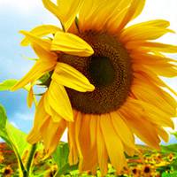 向日葵头像唯美