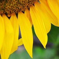 向日葵头像唯美