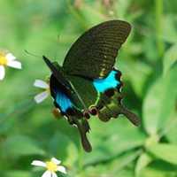 蝴蝶唯美头像 蝴蝶为花碎 花却随风飞
