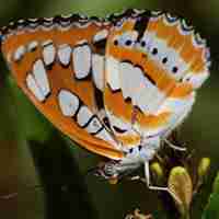 蝴蝶唯美头像 蝴蝶为花碎 花却随风飞