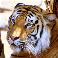 微信虎头像_好看凶猛的老虎头